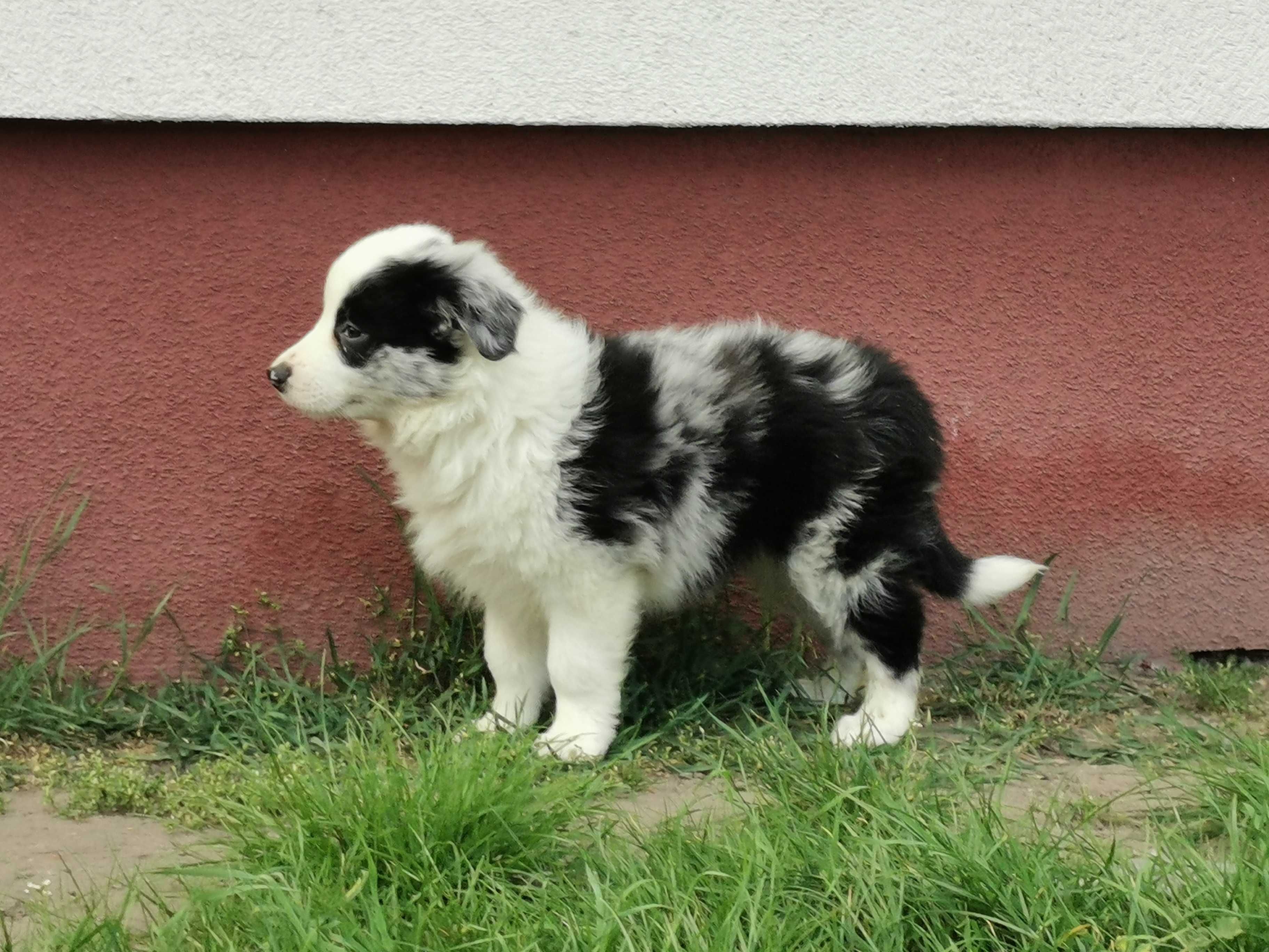 Border collie piesek blue merle