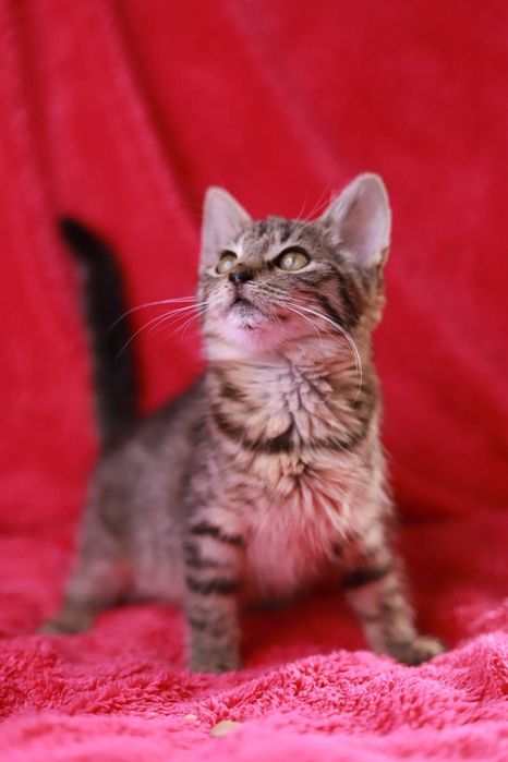 Bura koteczka szuka swojego miejsca na ziemi