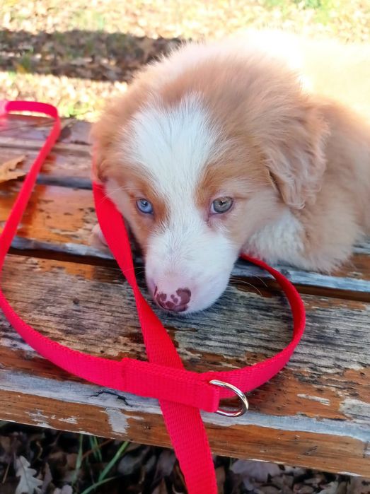 Border collie piesek z niebieskim oczkiem
