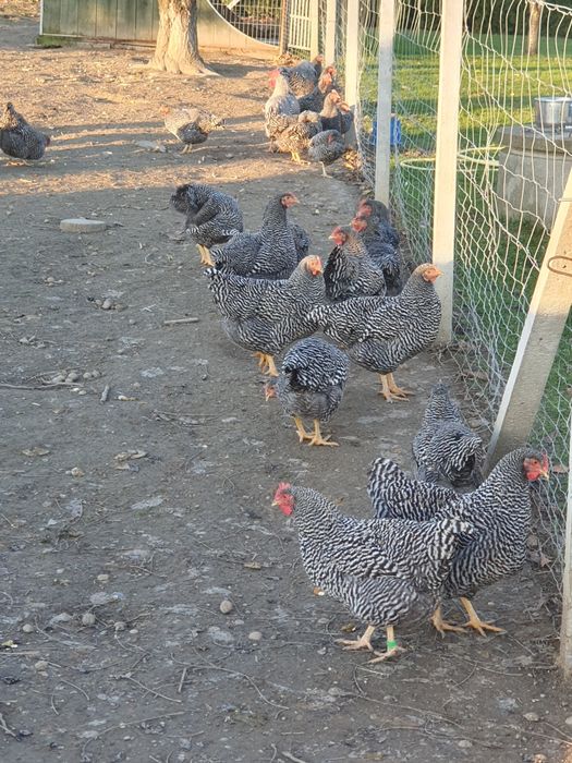 Kury i kogury Amrock