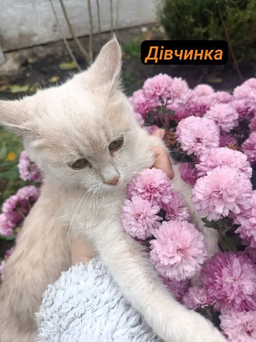 Котики Кошенята Миронівка Київська обл.