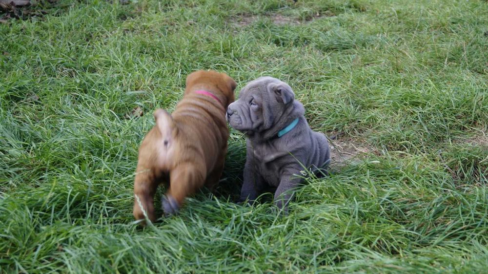 Eros blue Shar Pei, błękitny szczeniak Shar Pei