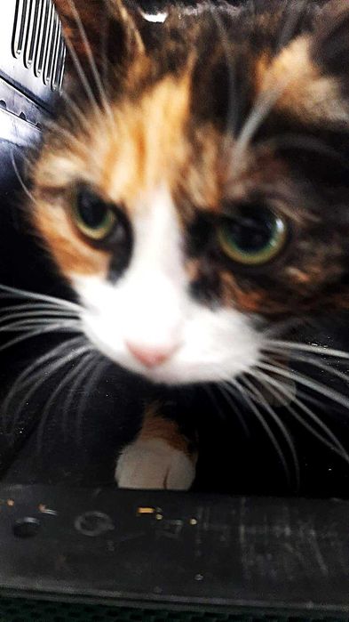 Piękna, miziasta kotka LADY szuka swojego człowieka!!!