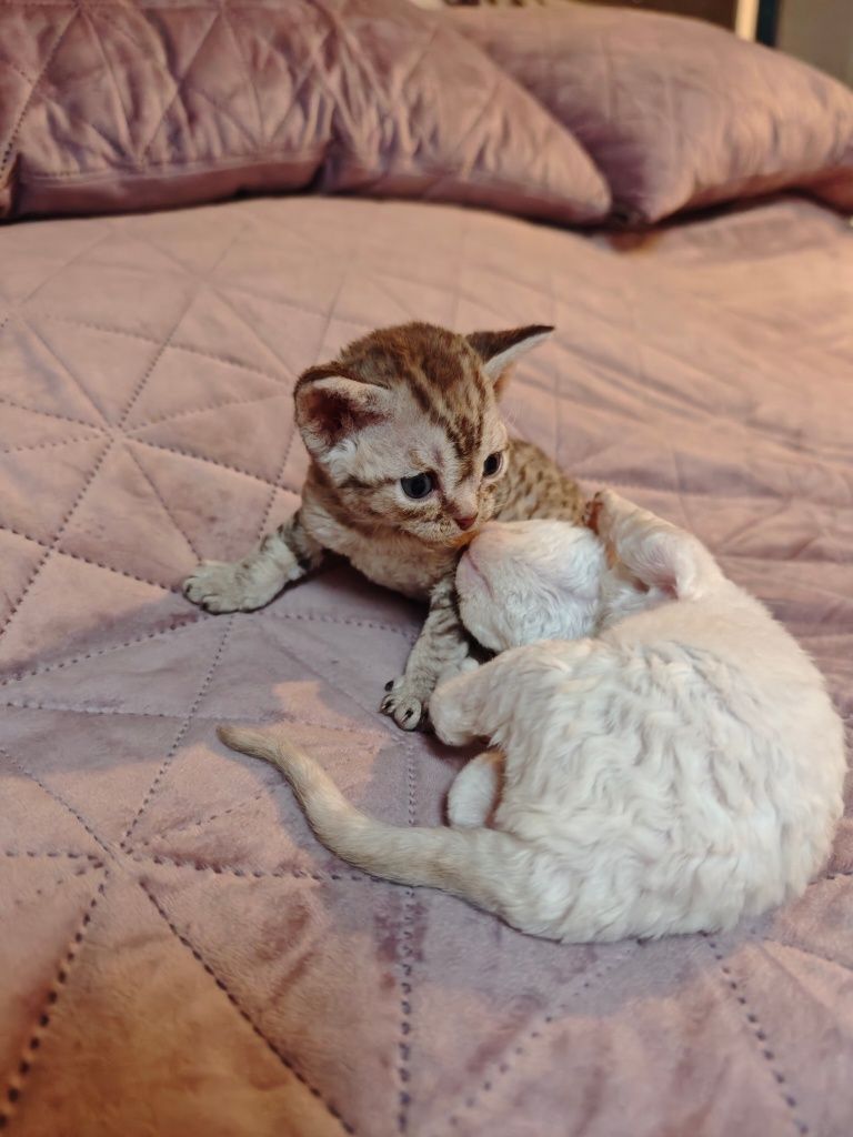 Kocurek Devon Rex