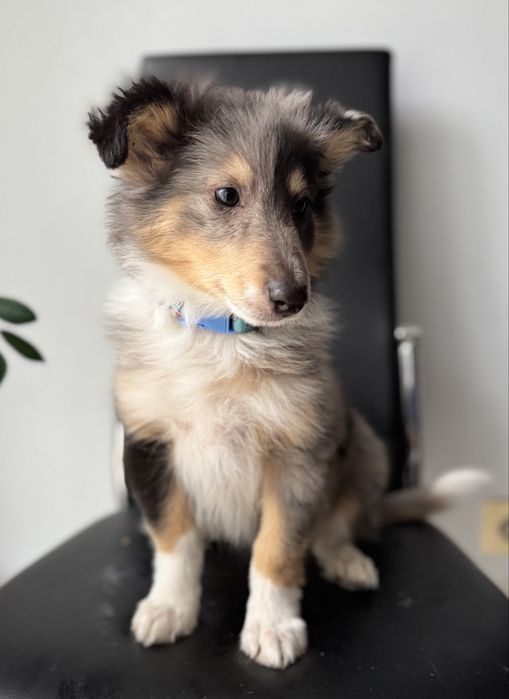Owczarek szetlandzki ( sheltie )  FCI - blue merle