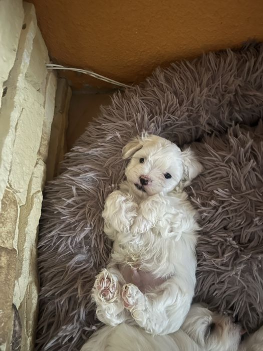 Maltańczyk - zaprasza Nowych Rodzicow