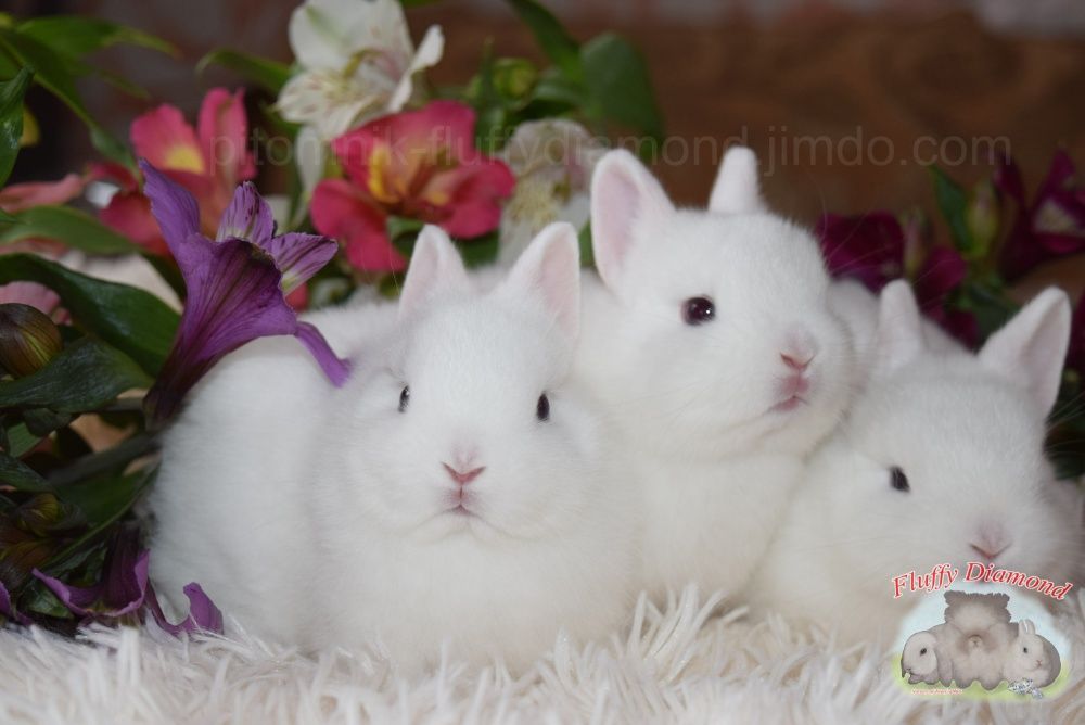 Мини ангелочки. Порода гермелин. Карликовый крольчонок. Белый кролик