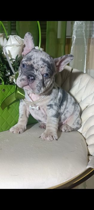 Дівчинка блакитне мерлє