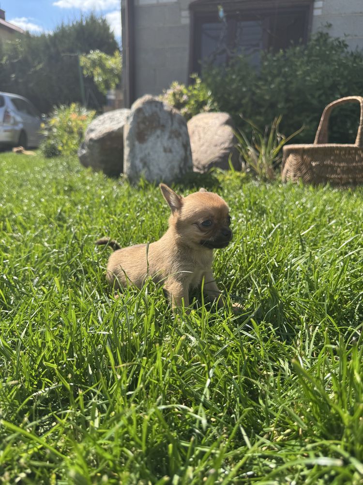 Suczka chihuahua