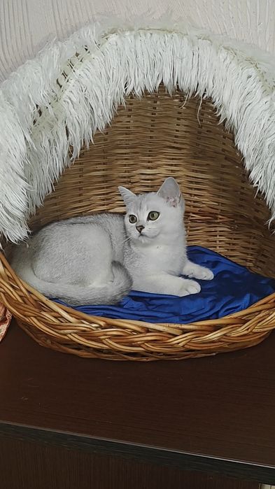 Чтстокровні дівчинка і хлопчик сріблясті шиншили
