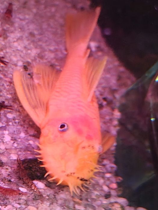 Zbrojnik, glonojad L144 samiec