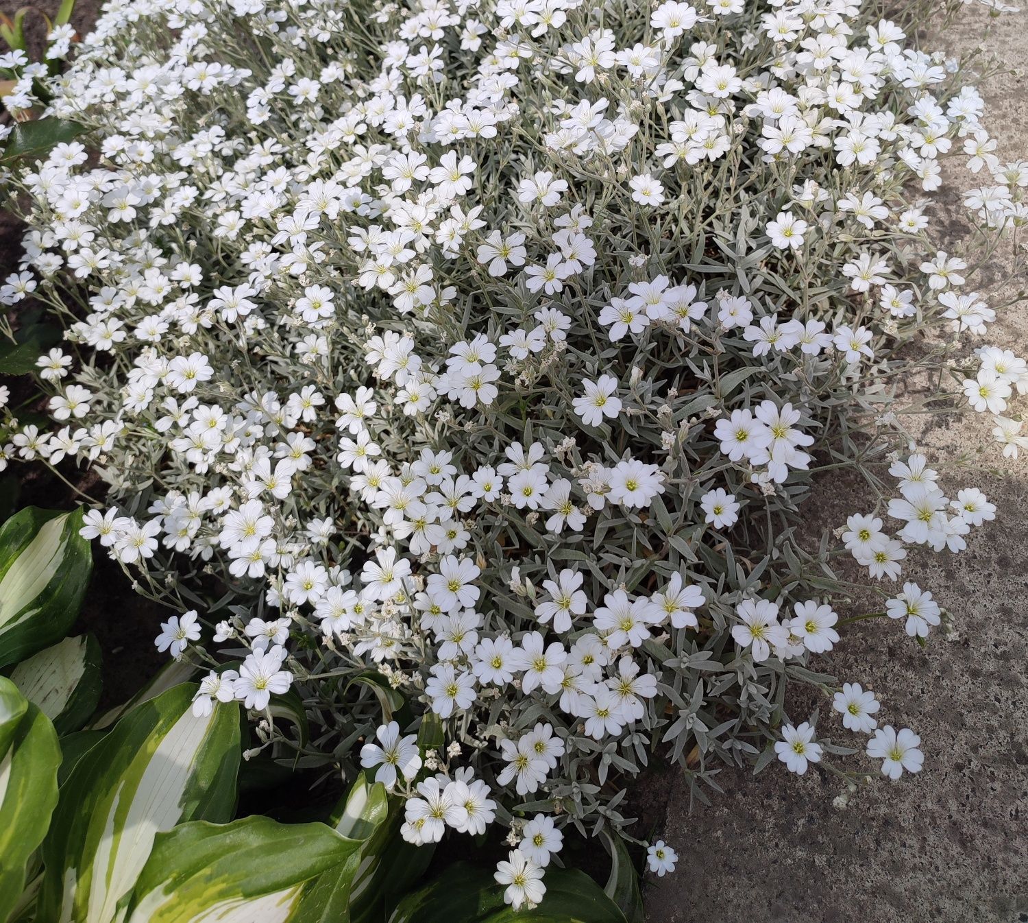Ясколка садова біла багаторічні квіти