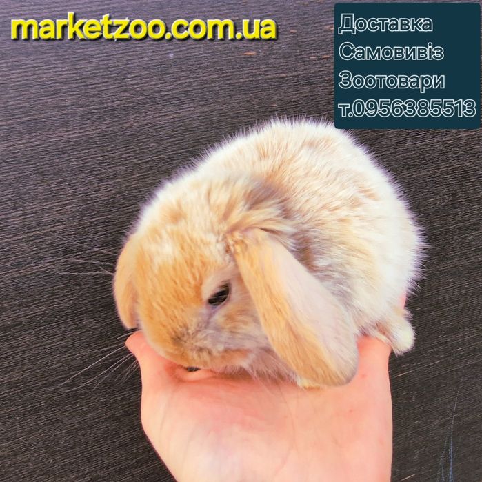 Гарнюній міні лопчик у Києві д.н.15.08.2024