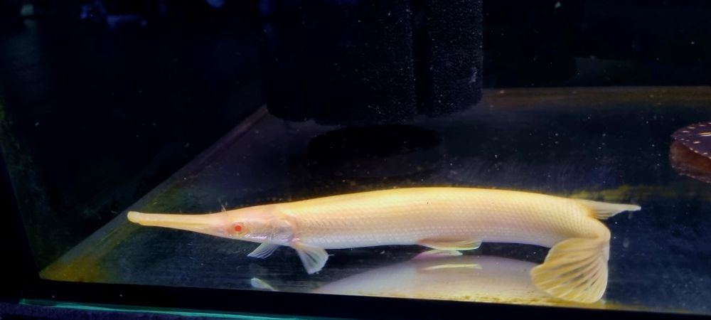 Niszczuka florydzka albino