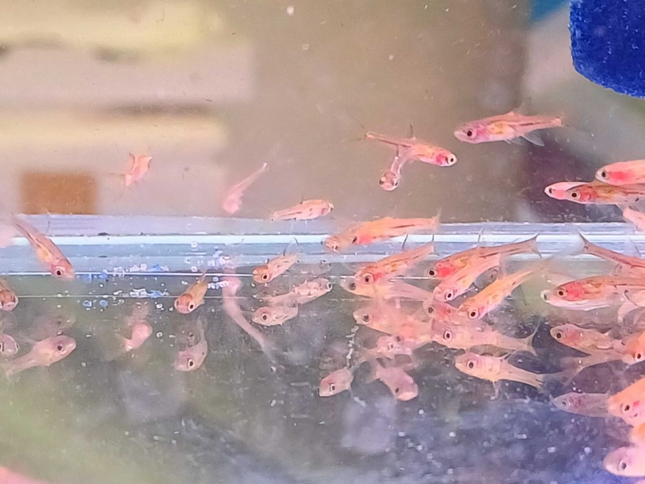 Razbora Borneańska Brigittae