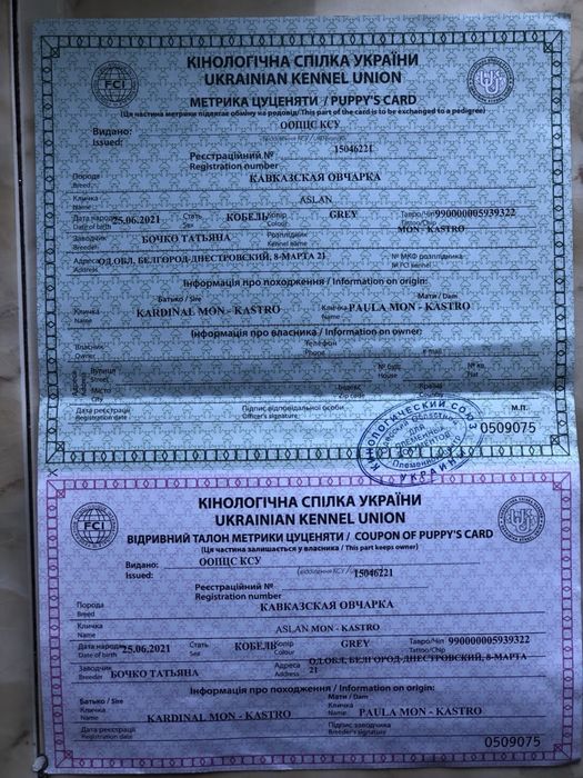 Кобель,кавказская овчарка.