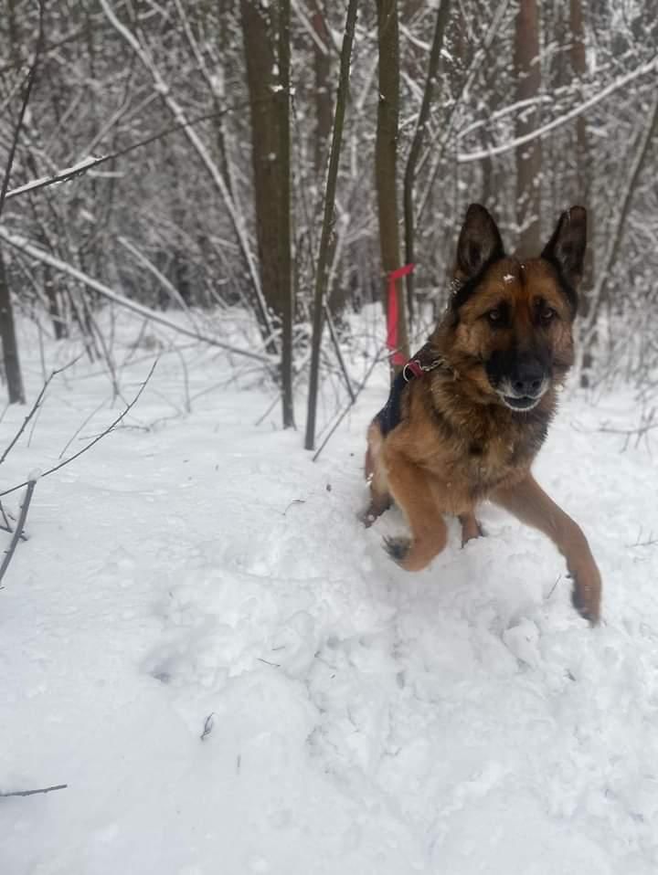 Liszka w typie owczarka niemieckiego poleca się do adopcji