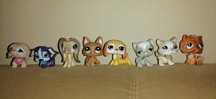 PET SHOP sprzedam unikat