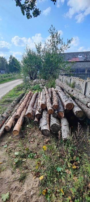Drewno gatunek Modrzew dłużyca