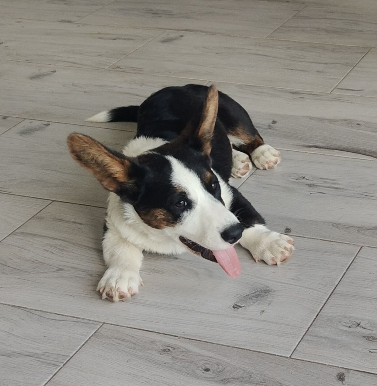 Welsh Corgi Cardigan zapowiedź- ZKwP,26 lat hodowli Rivulus FCI
