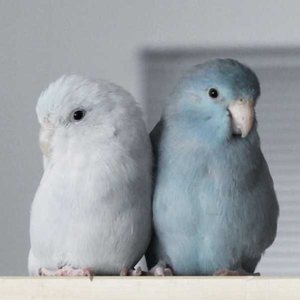 Papużki do adopcji