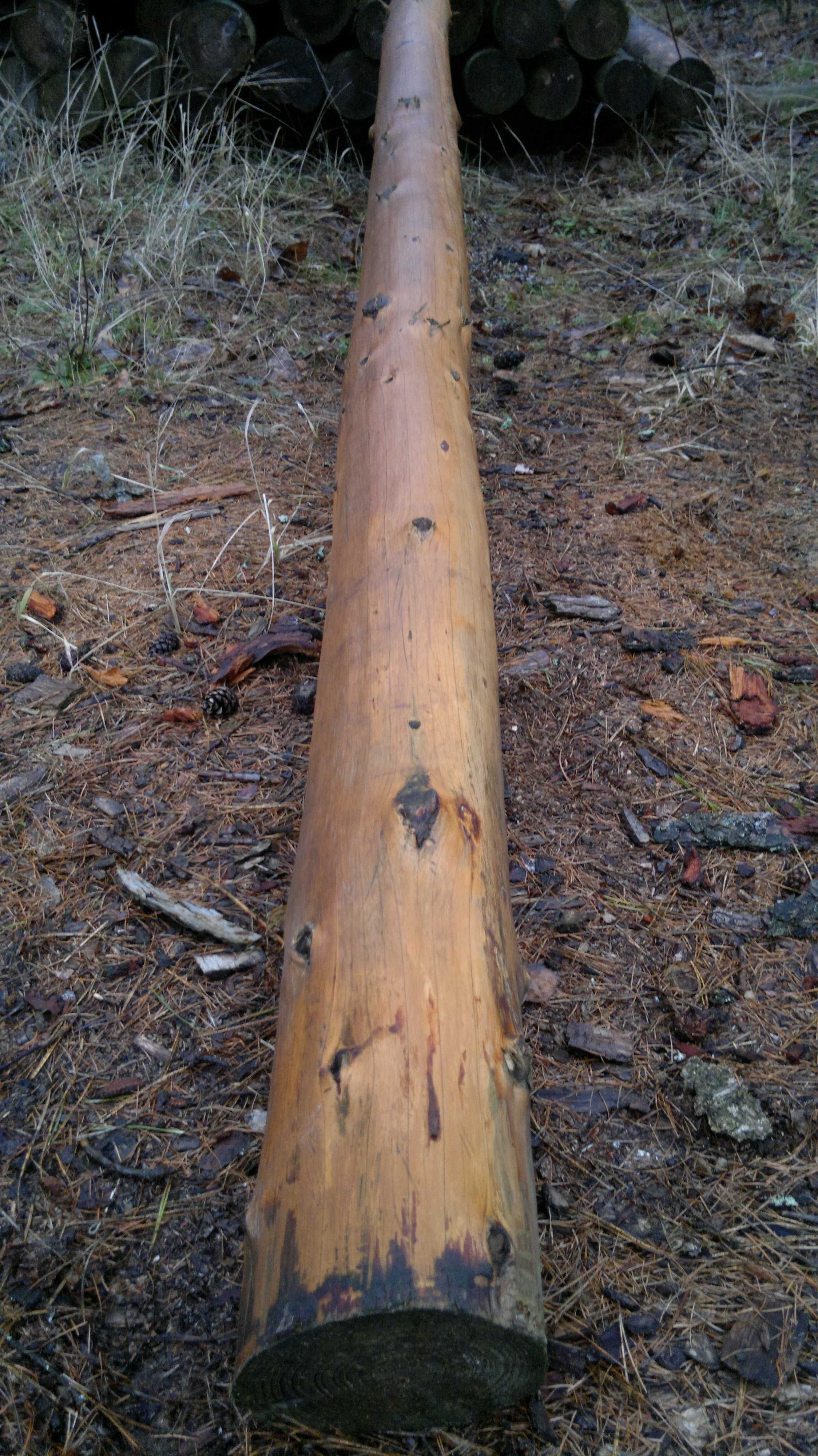 słupki z modrzewia, debu  korowane dułgosc  2,5 m ,ogrodzenie country