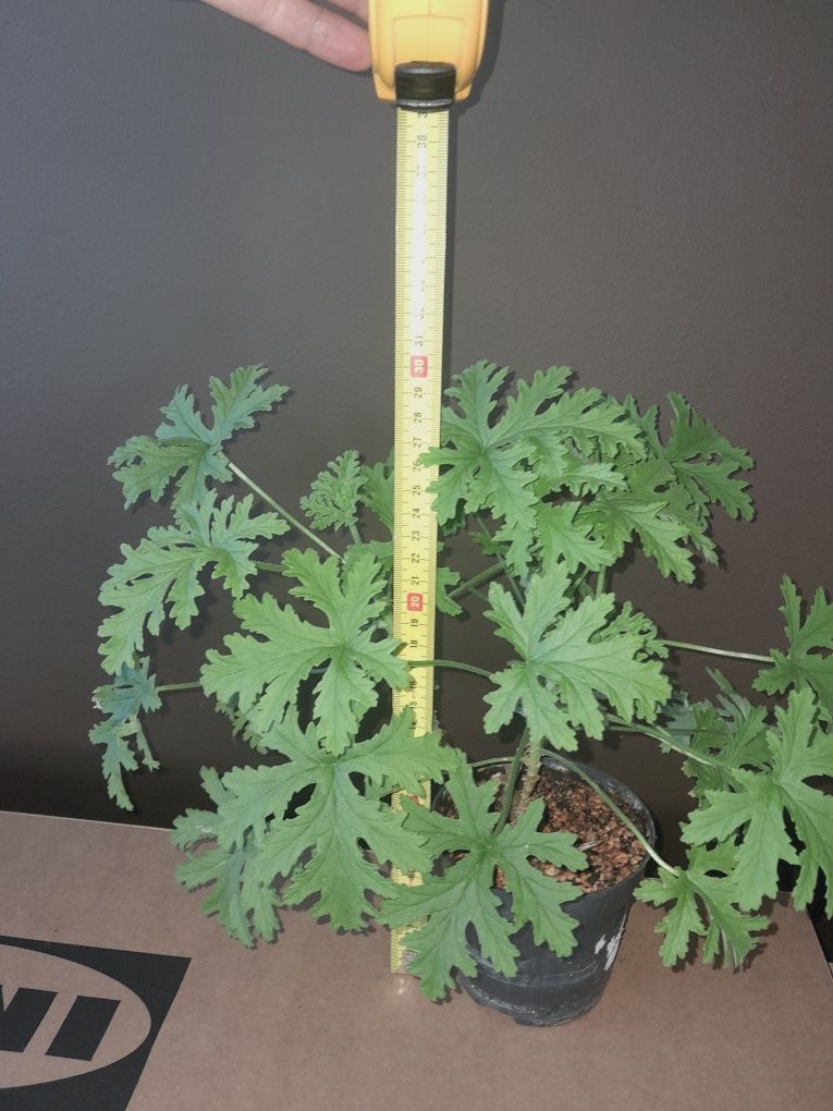 Geranium / anginka