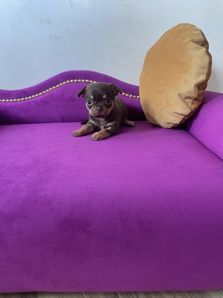 Chihuahua chłopczyk