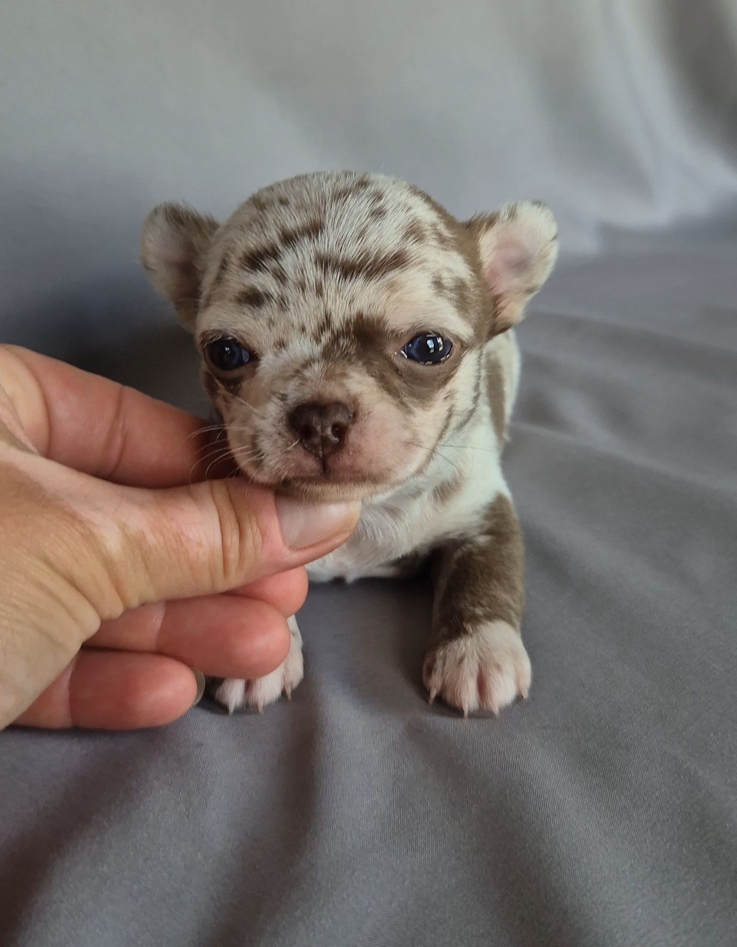 Choco merle przepiękny chłopczyk chihuahua
