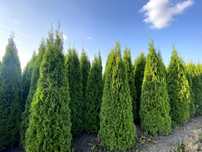 Thuja Smaragd 200-220 cm i inne tuja Szmaragd żywopłot Transport