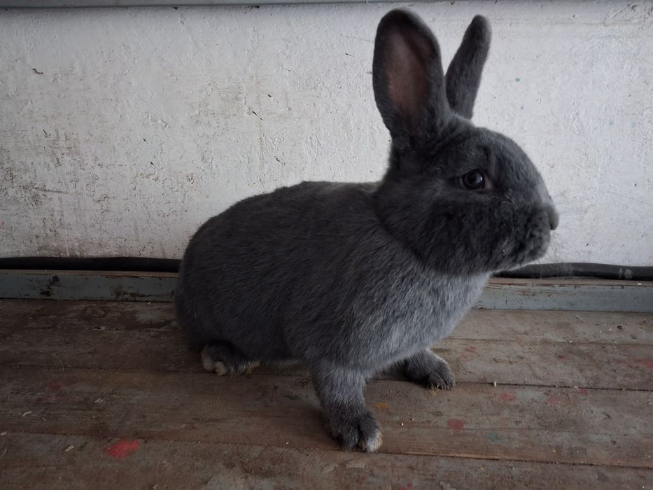 Króliki wiedeński niebieski samce