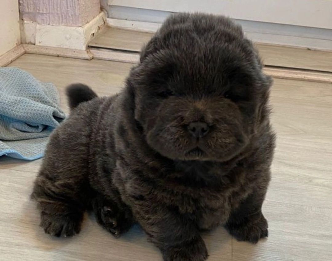 Chow chow szczeniak rodowodowy