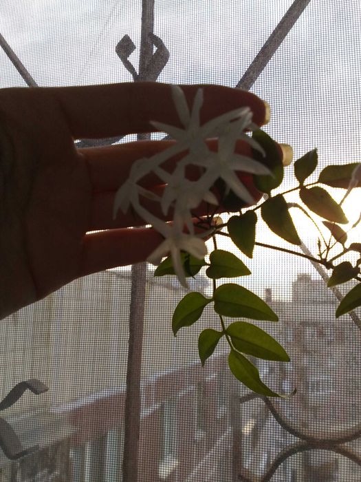 Продам надлишок жасміна Самбак та багатоквіткового