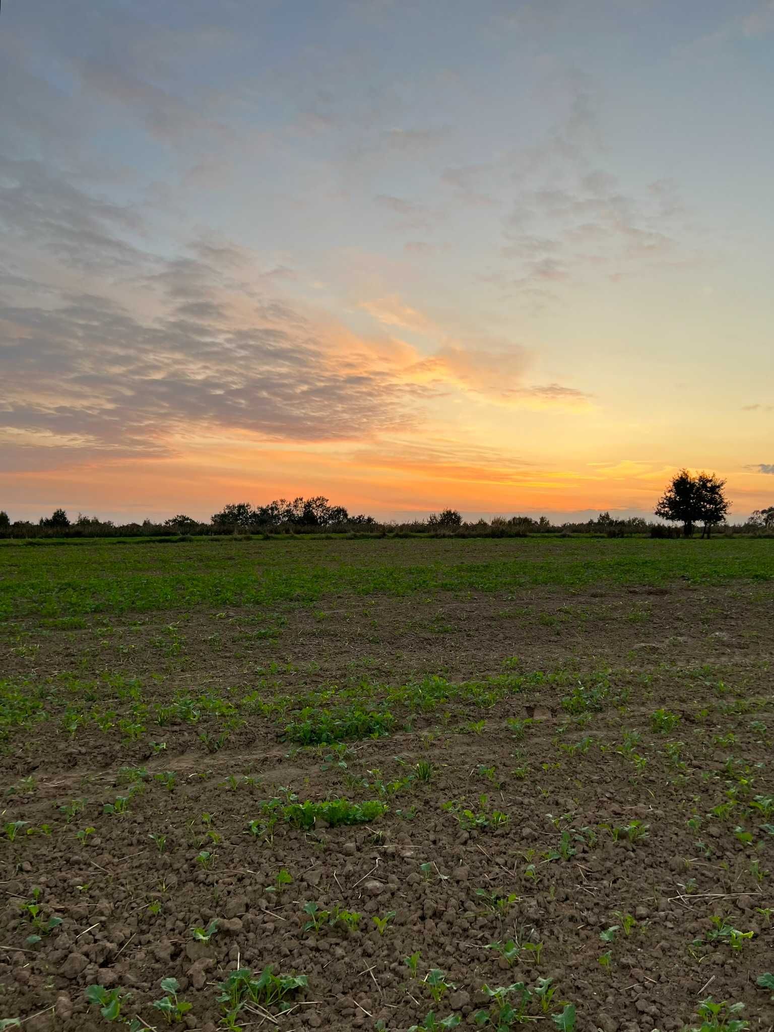 Szewna - działka 3952 m² na wzgórzu z widokiem na miasto.
