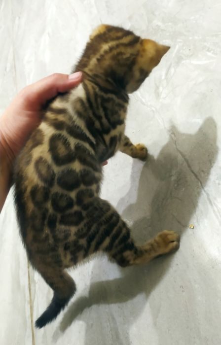 Бенгальский малыш Ben n 24 розетка на золоте