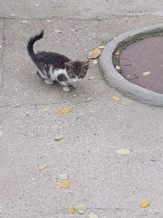 Котик и кошечки в хорошие руки