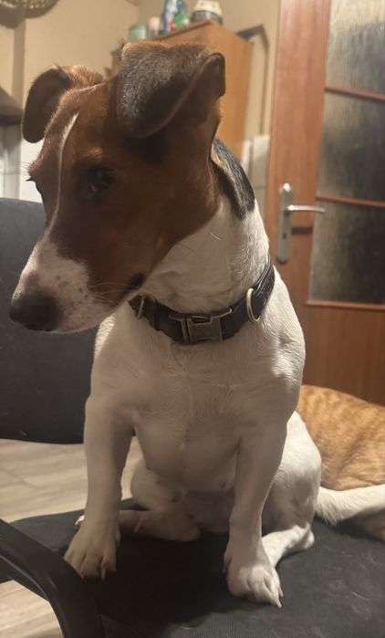 Zaginęła suczka Nini