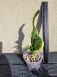 Sansevieria Tsunami/Twister