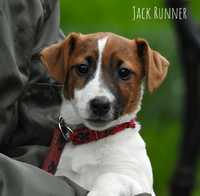 jack russell terrier