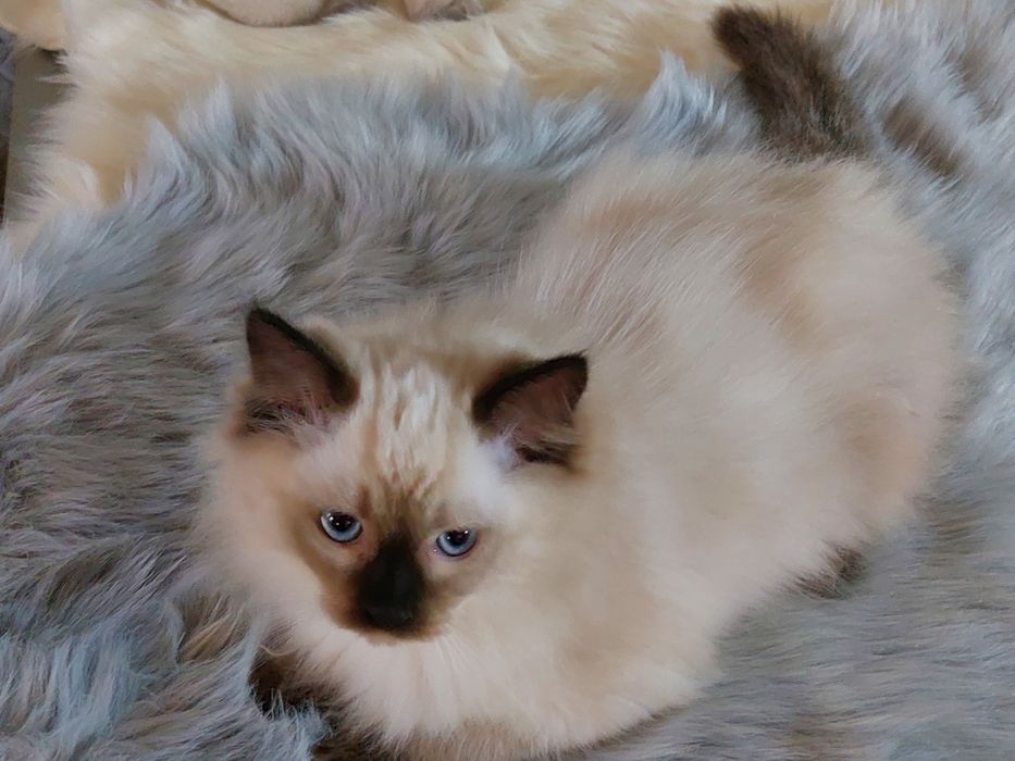 Colin  kocurek  Ragdoll FPL/FIFE