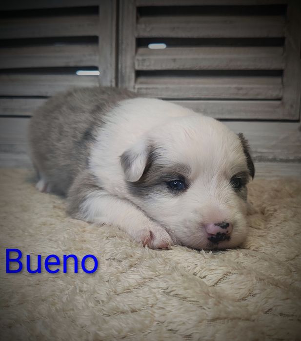 Border collie piesek Blue merle przebadani rodzice