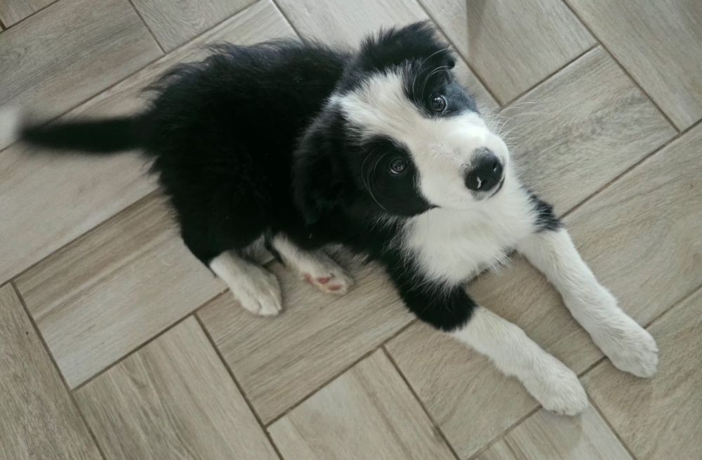 Piesek border collie