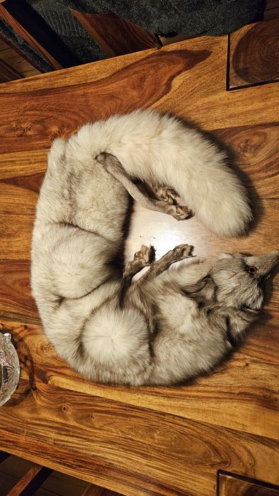 Etola , kołnierz z lisa naturalnego