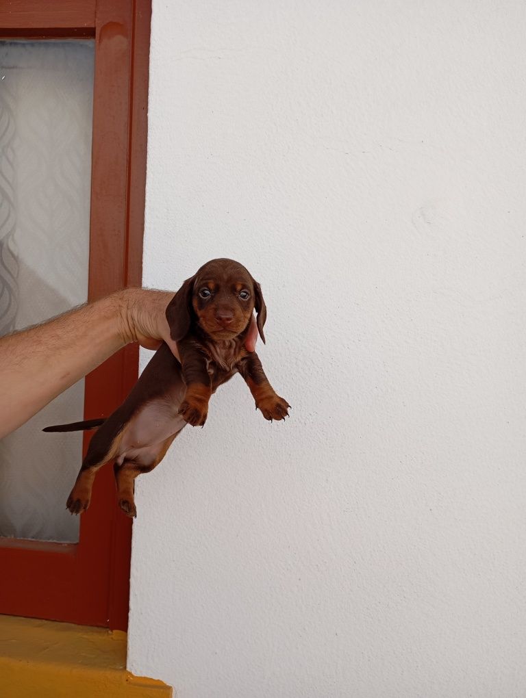 Teckel  miniatura fêmea foto atual