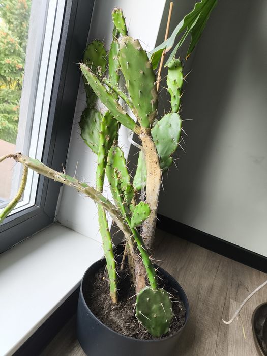 Oddam kaktusa do wsadzenia.