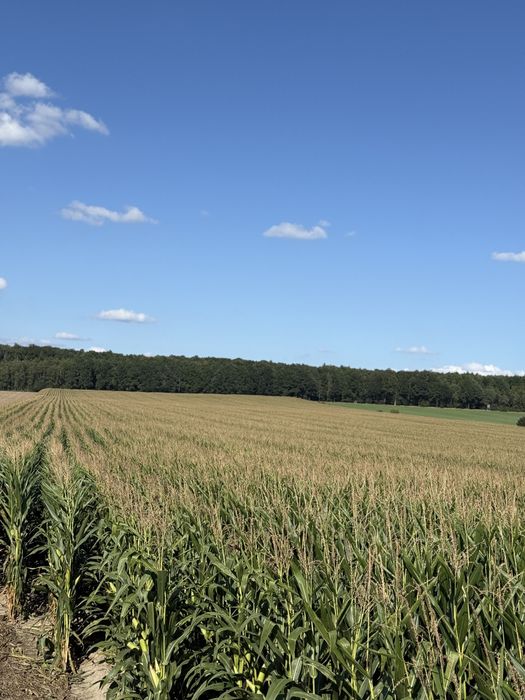 Kukurydza na pniu Grabionna/ Grabówno