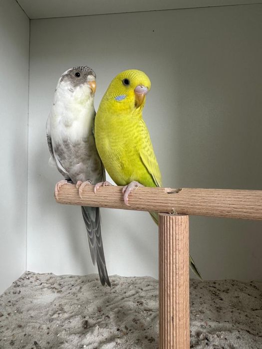 Casais periquitos black face