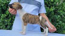 Whippet szczeniak piesek
