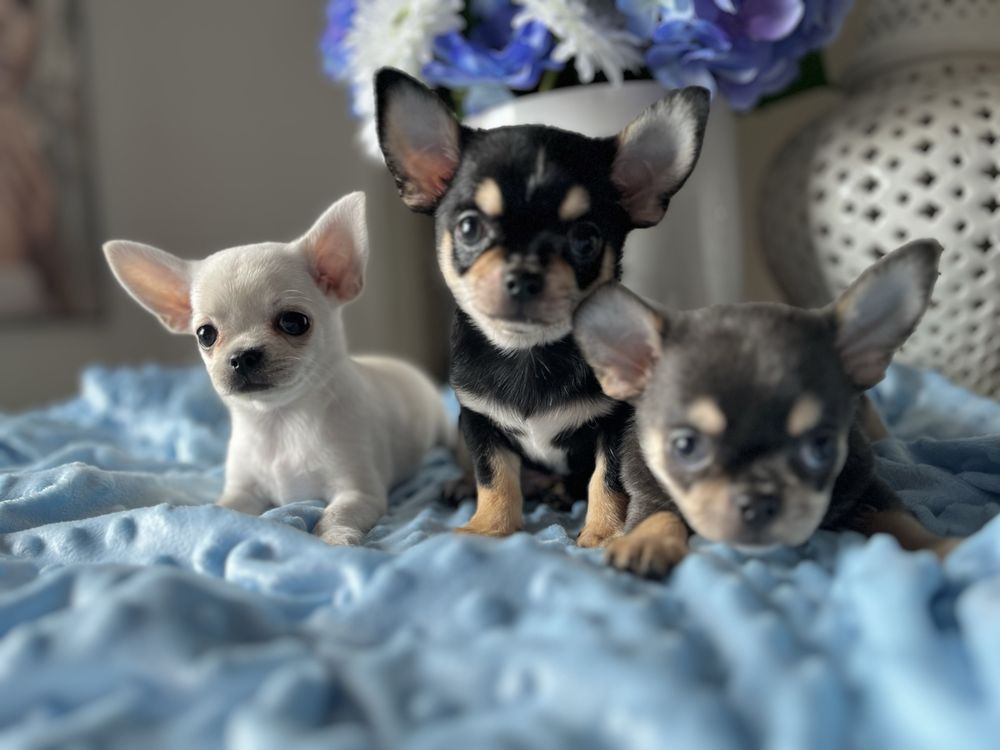 Chihuahua chłopiec