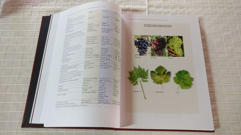 Glossário Ilustrado do Vinho